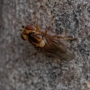 Chloropidae (family) at Higgins Woodland - 29 Dec 2023