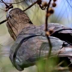 Calyptorhynchus lathami (Glossy Black-Cockatoo) at Moruya, NSW - 1 Feb 2024 by LisaH