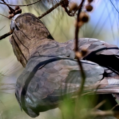 Calyptorhynchus lathami lathami (Glossy Black-Cockatoo) at Moruya, NSW - 2 Feb 2024 by LisaH