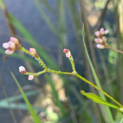 Persicaria praetermissa (Spotted Knotweed) at Bendoura, NSW - 2 Feb 2024 by JaneR