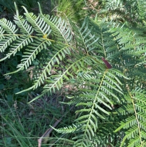 Pteridium esculentum at QPRC LGA - 2 Feb 2024 01:56 PM