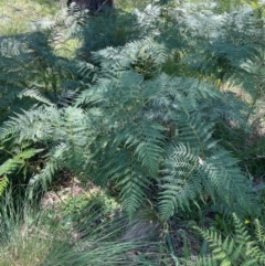 Pteridium esculentum at QPRC LGA - 2 Feb 2024 01:56 PM