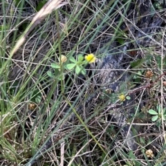 Trifolium dubium (Yellow Suckling Clover) at Brindabella, ACT - 2 Feb 2024 by lbradley