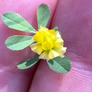 Trifolium dubium at Brindabella, ACT - 2 Feb 2024