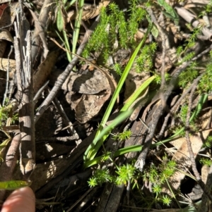 Arthropodium milleflorum at Brindabella, ACT - 2 Feb 2024