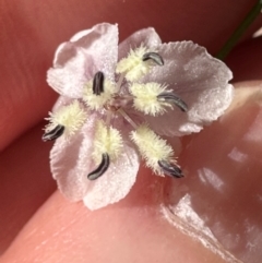 Arthropodium milleflorum at Brindabella, ACT - 2 Feb 2024