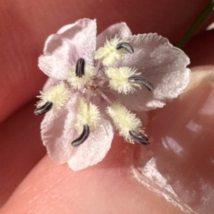 Arthropodium milleflorum at Brindabella, ACT - 2 Feb 2024