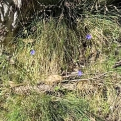 Wahlenbergia sp. (Bluebell) at Cotter River, ACT - 2 Feb 2024 by lbradley