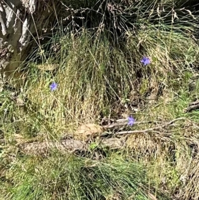 Wahlenbergia sp. (Bluebell) at Brindabella, ACT - 2 Feb 2024 by lbradley