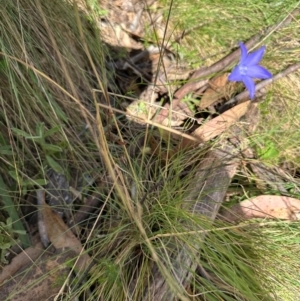 Wahlenbergia sp. at Brindabella, ACT - 2 Feb 2024