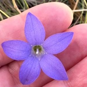 Wahlenbergia sp. at Brindabella, ACT - 2 Feb 2024