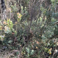 Oxylobium ellipticum (Common Shaggy Pea) at Cotter River, ACT - 2 Feb 2024 by lbradley