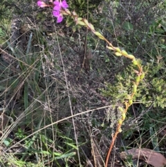 Stylidium armeria subsp. armeria (Trigger Plant) at Cotter River, ACT - 2 Feb 2024 by lbradley