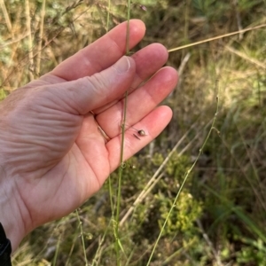 Arthropodium milleflorum at Brindabella, ACT - 2 Feb 2024