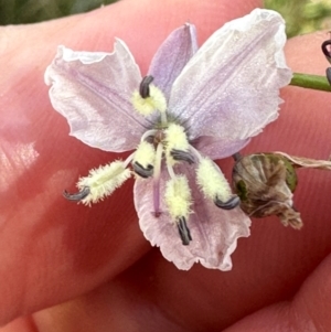 Arthropodium milleflorum at Brindabella, ACT - 2 Feb 2024