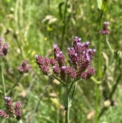 Verbena incompta (Purpletop) at QPRC LGA - 2 Feb 2024 by JaneR