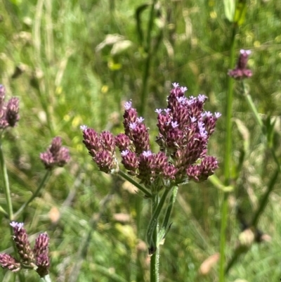 Verbena incompta (Purpletop) at Bendoura, NSW - 2 Feb 2024 by JaneR