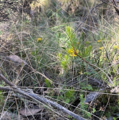 Persoonia chamaepeuce (Dwarf Geebung) at Cotter River, ACT - 2 Feb 2024 by lbradley