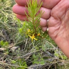 Persoonia chamaepeuce at Cotter River, ACT - 2 Feb 2024