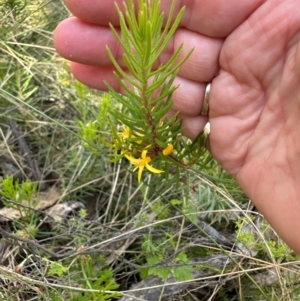 Persoonia chamaepeuce at Cotter River, ACT - 2 Feb 2024