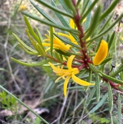 Persoonia chamaepeuce at Cotter River, ACT - 2 Feb 2024