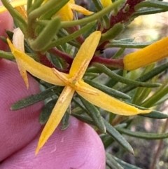 Persoonia chamaepeuce at Cotter River, ACT - 2 Feb 2024