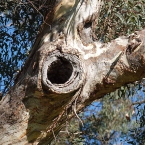 Eucalyptus melliodora at Watson Green Space - 2 Feb 2024