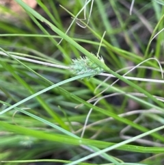 Carex inversa (Knob Sedge) at Bendoura, NSW - 2 Feb 2024 by JaneR