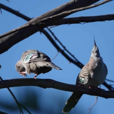 Ocyphaps lophotes (Crested Pigeon) at Watson Green Space - 2 Feb 2024 by AniseStar