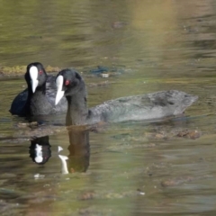 Fulica atra (Eurasian Coot) at Watson Green Space - 2 Feb 2024 by AniseStar