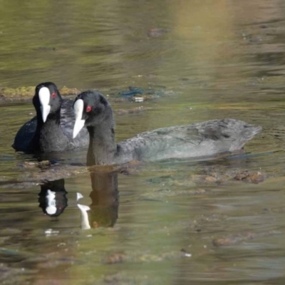 Fulica atra (Eurasian Coot) at Watson Green Space - 2 Feb 2024 by AniseStar