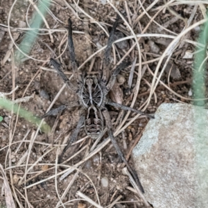 Tasmanicosa sp. (genus) at Higgins Woodland - 29 Dec 2023 04:13 PM