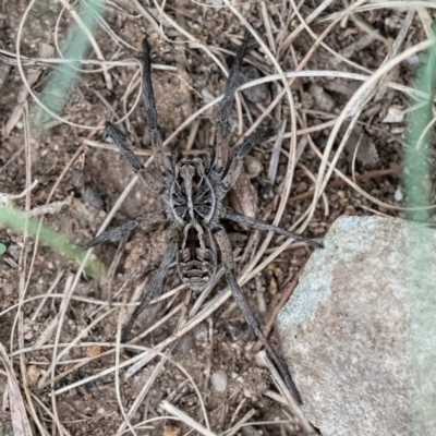 Tasmanicosa sp. (genus) (Unidentified Tasmanicosa wolf spider) at Higgins Woodland - 29 Dec 2023 by Untidy