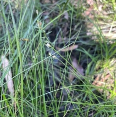 Eleocharis pusilla (Small Spike-rush) at Bendoura, NSW - 2 Feb 2024 by JaneR