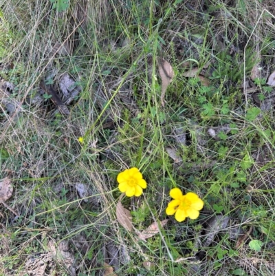 Ranunculus lappaceus (Australian Buttercup) at Cotter River, ACT - 2 Feb 2024 by lbradley