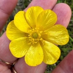 Ranunculus lappaceus at Cotter River, ACT - 2 Feb 2024