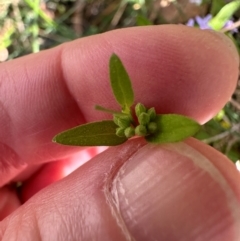 Mentha diemenica at Cotter River, ACT - 2 Feb 2024 04:09 PM