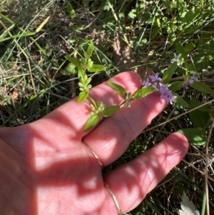 Mentha diemenica at Cotter River, ACT - 2 Feb 2024 04:09 PM