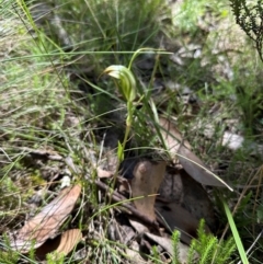 Diplodium decurvum (Summer greenhood) at Cotter River, ACT - 2 Feb 2024 by lbradley