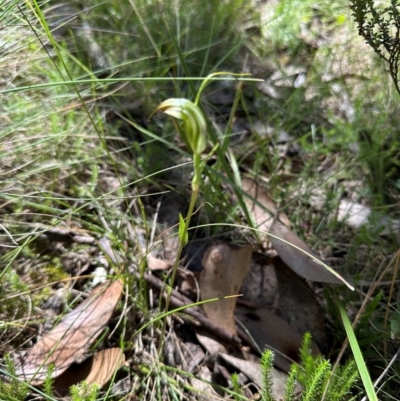 Diplodium decurvum (Summer greenhood) at Cotter River, ACT - 2 Feb 2024 by lbradley