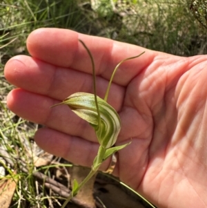 Diplodium decurvum at Cotter River, ACT - suppressed