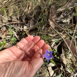 Wahlenbergia stricta subsp. stricta at Cotter River, ACT - 2 Feb 2024 03:58 PM