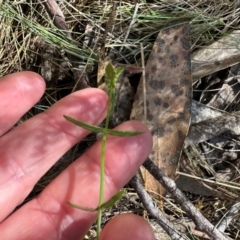 Wahlenbergia stricta subsp. stricta at Cotter River, ACT - 2 Feb 2024 03:58 PM