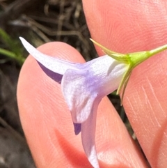 Wahlenbergia stricta subsp. stricta at Cotter River, ACT - 2 Feb 2024 03:58 PM