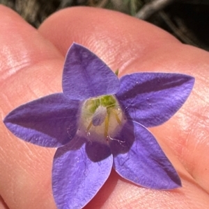 Wahlenbergia stricta subsp. stricta at Cotter River, ACT - 2 Feb 2024 03:58 PM