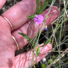 Glycine clandestina (Twining Glycine) at Cotter River, ACT - 2 Feb 2024 by lbradley