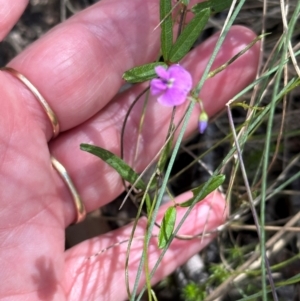 Glycine clandestina at Namadgi National Park - 2 Feb 2024 03:56 PM