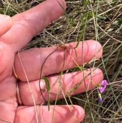 Glycine clandestina at Namadgi National Park - 2 Feb 2024 03:56 PM