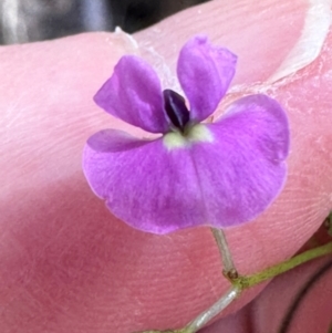 Glycine clandestina at Namadgi National Park - 2 Feb 2024 03:56 PM