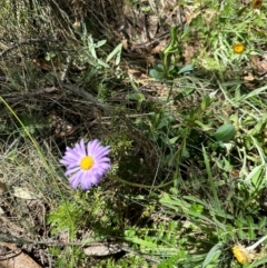 Brachyscome spathulata (Coarse Daisy, Spoon-leaved Daisy) at Bimberi Nature Reserve - 2 Feb 2024 by lbradley